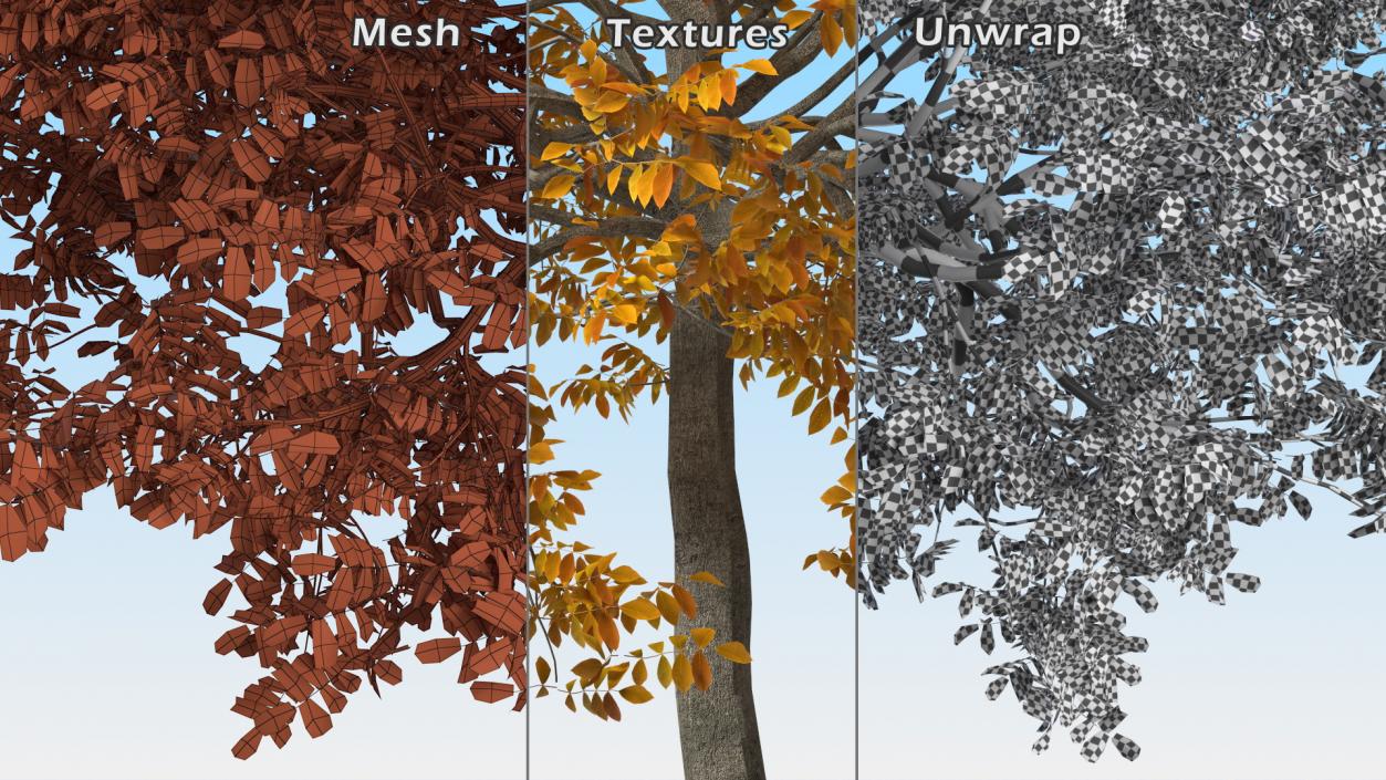 3D Yellow Walnut Tree model