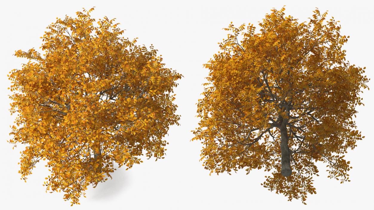 3D Yellow Walnut Tree model