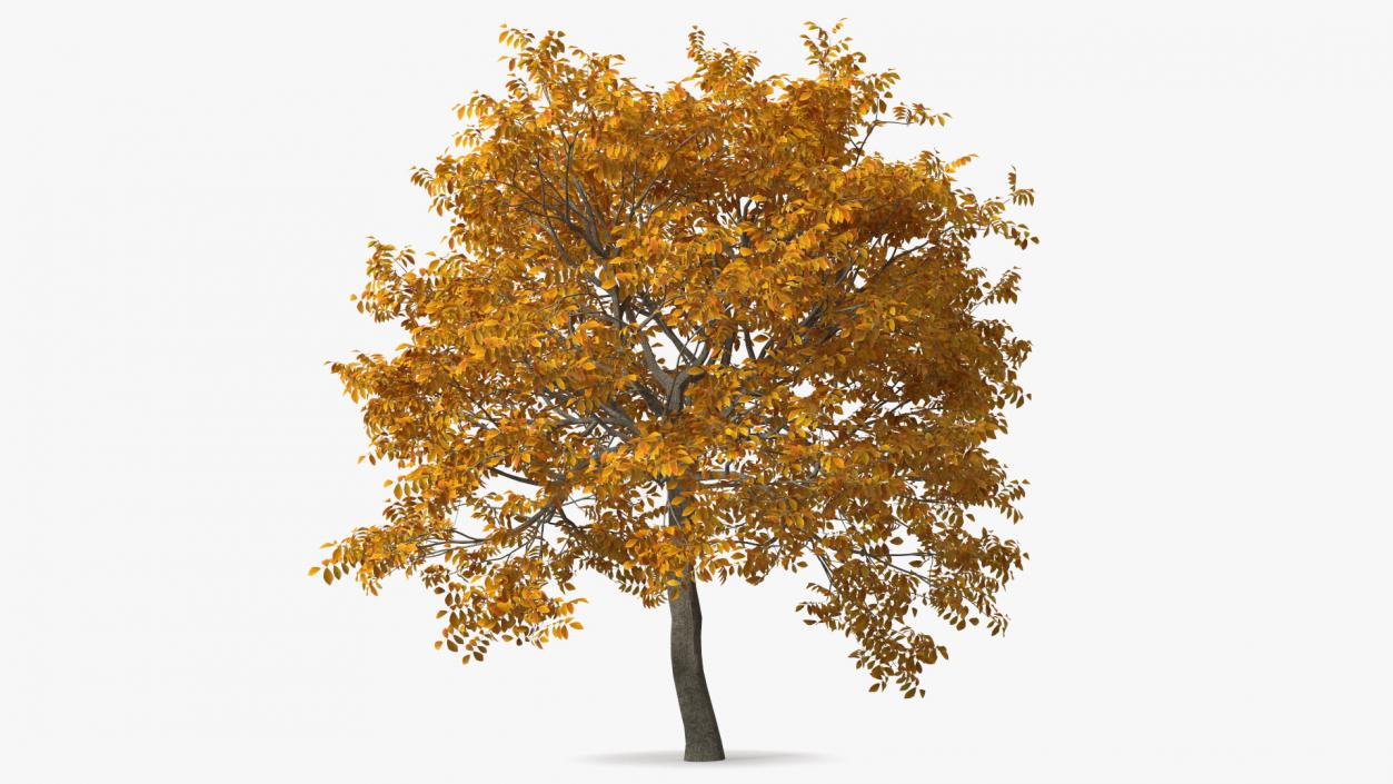 3D Yellow Walnut Tree model