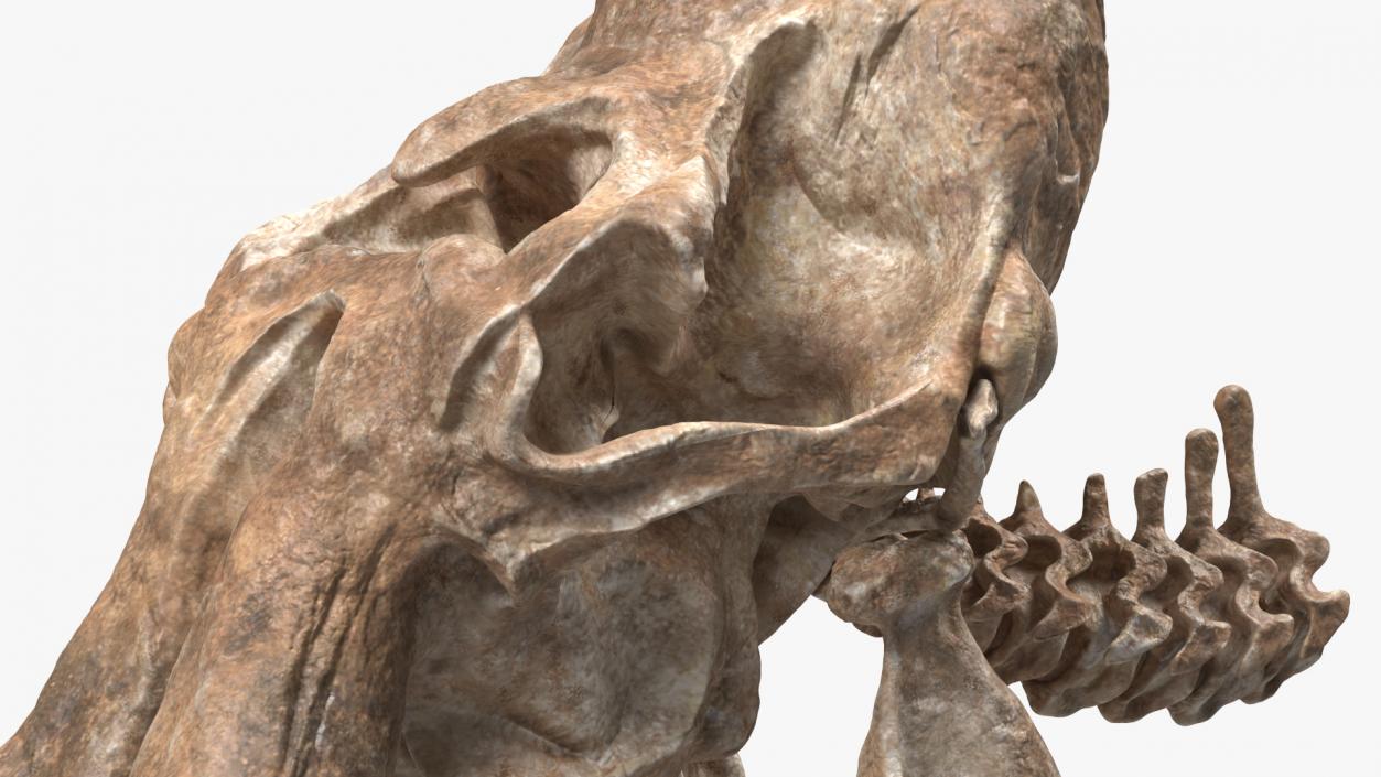 3D Mammoth Skull Old Bones model