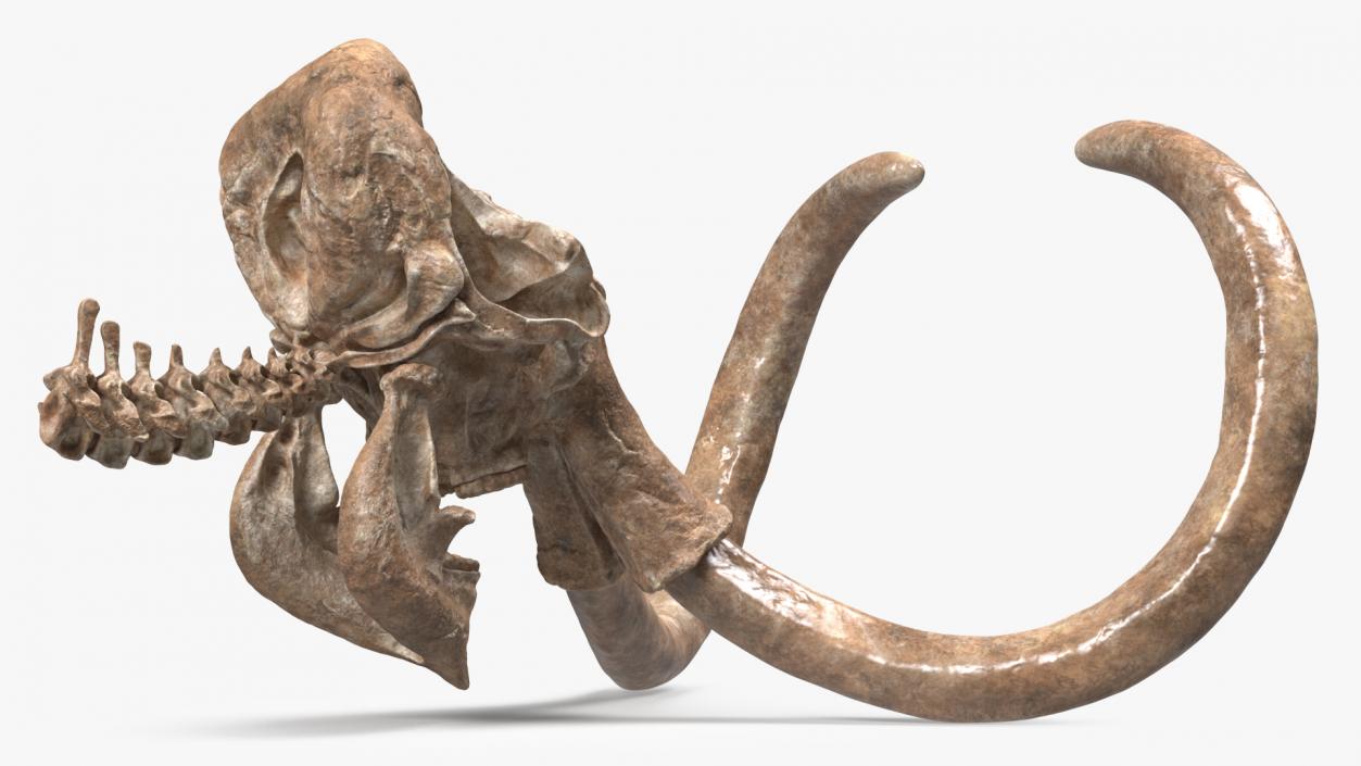 3D Mammoth Skull Old Bones model