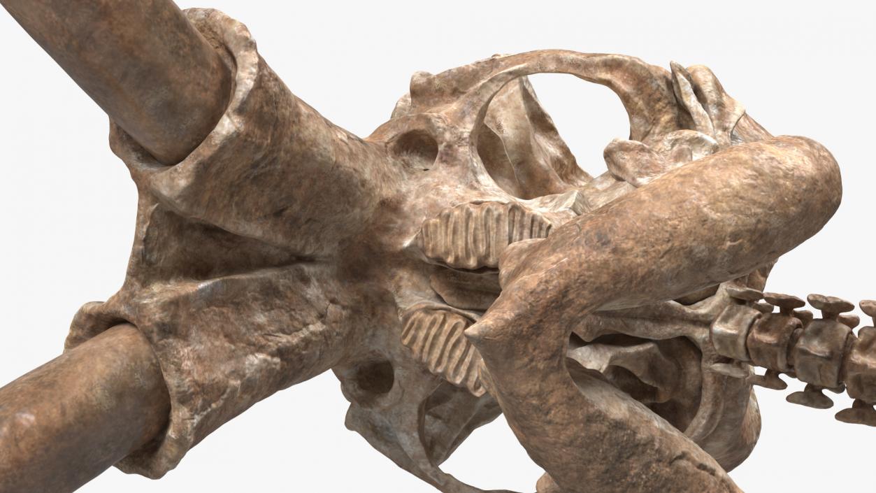 3D Mammoth Skull Old Bones model