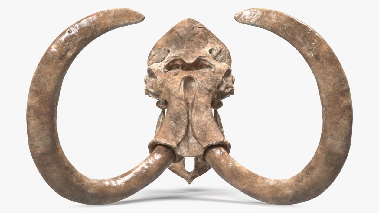 3D Mammoth Skull Old Bones model