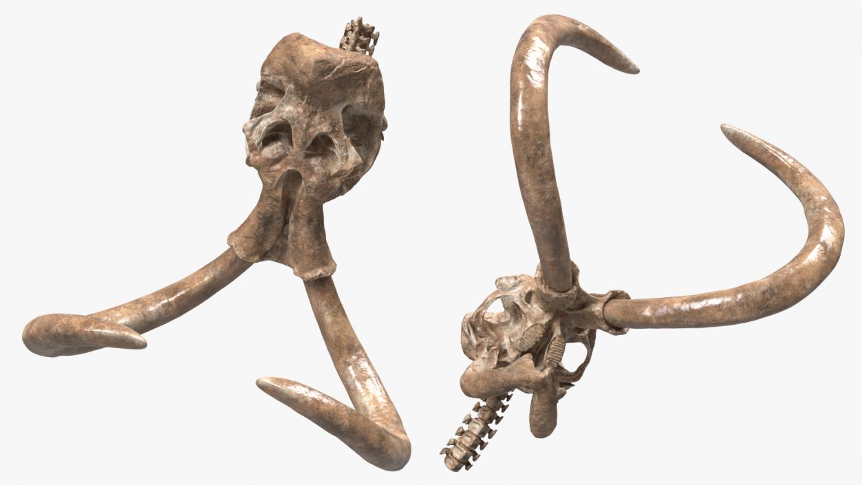 3D Mammoth Skull Old Bones model