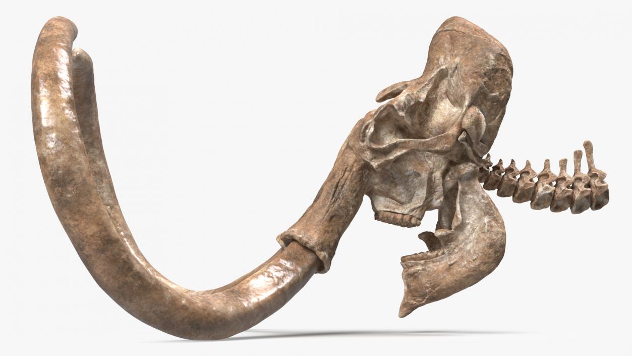 3D Mammoth Skull Old Bones model