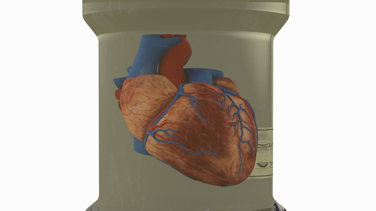 Human Heart in Glass Jar 3D model