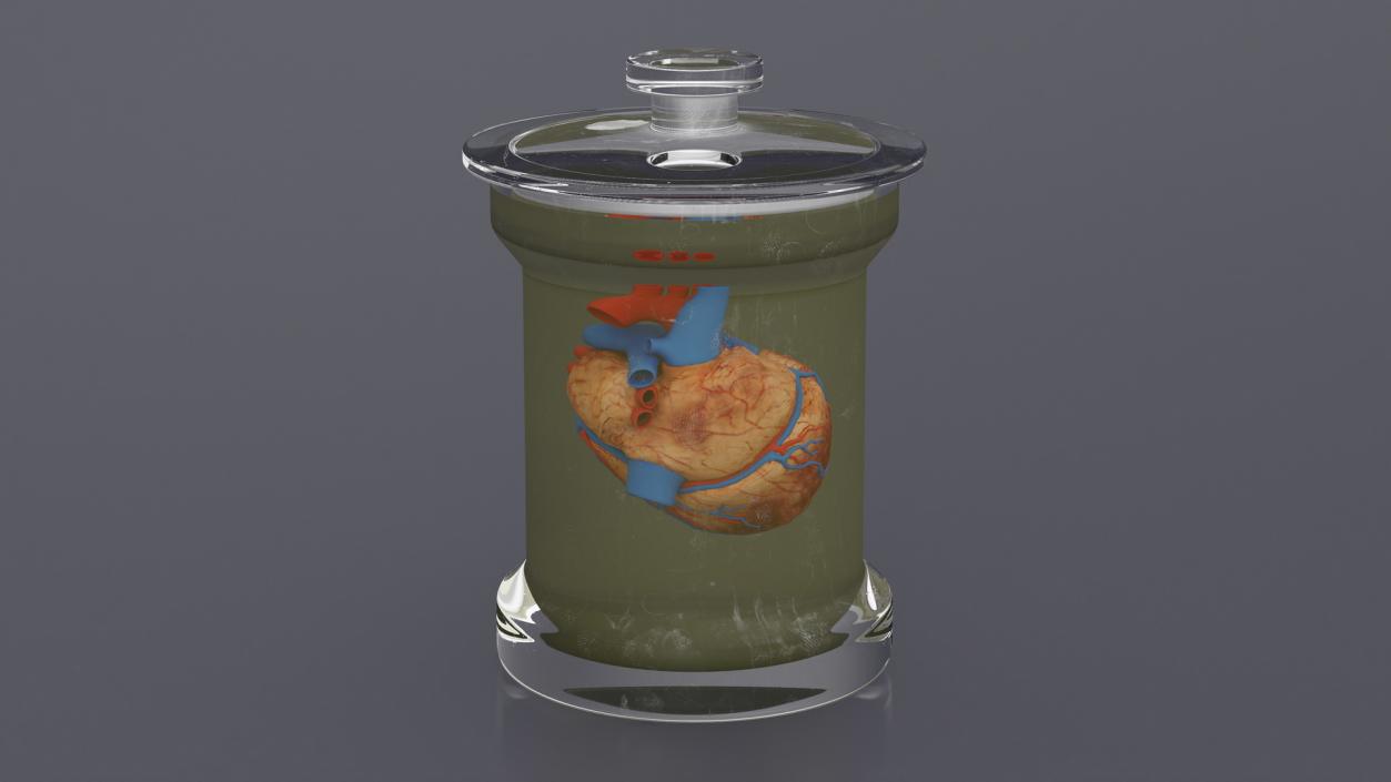 Human Heart in Glass Jar 3D model