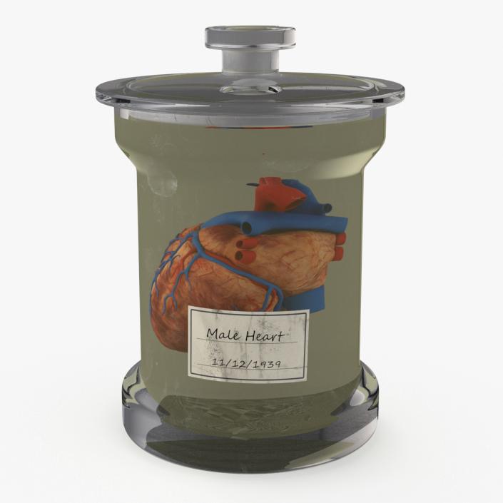 Human Heart in Glass Jar 3D model