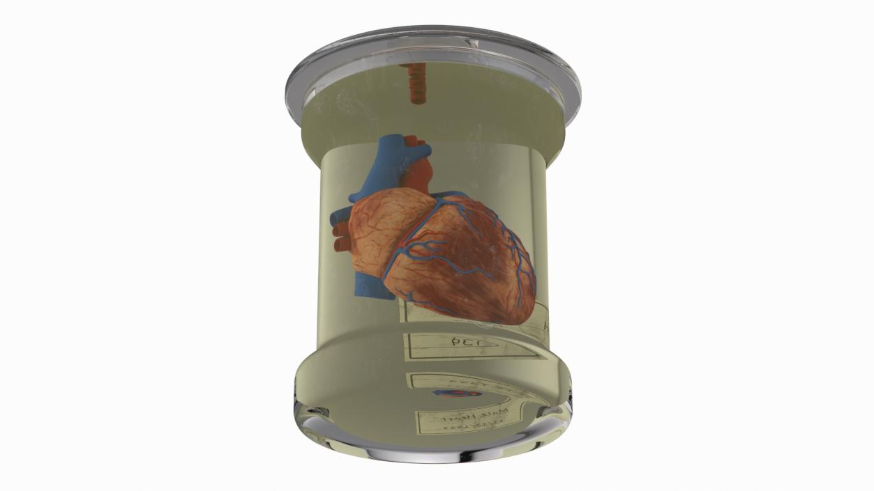 Human Heart in Glass Jar 3D model