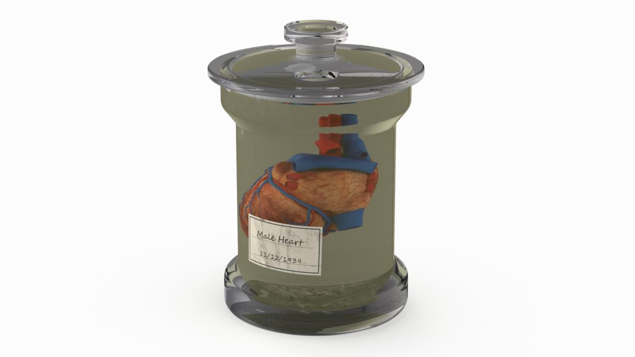 Human Heart in Glass Jar 3D model