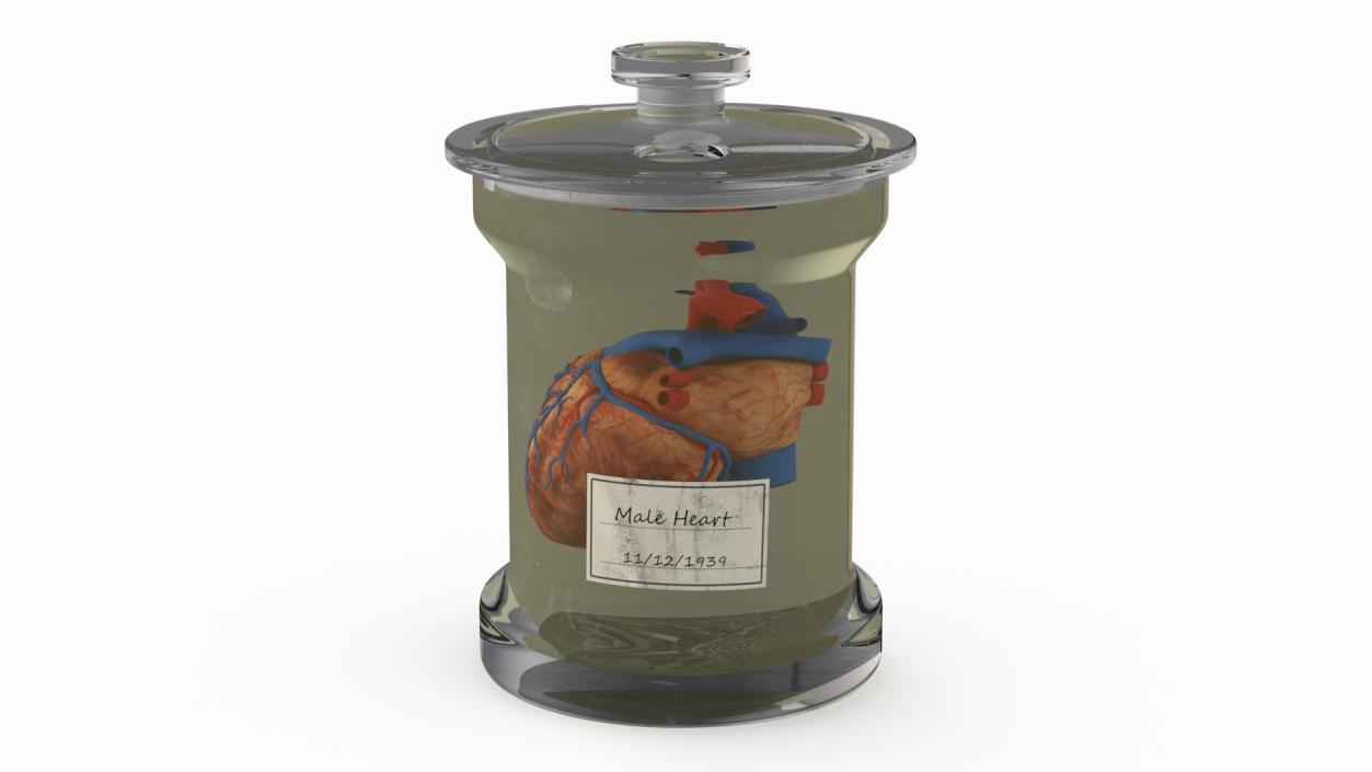 Human Heart in Glass Jar 3D model