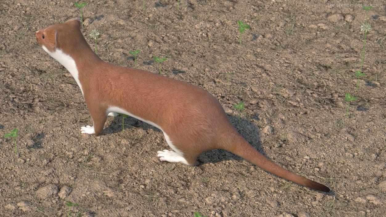 3D Stoat Brown 2 model