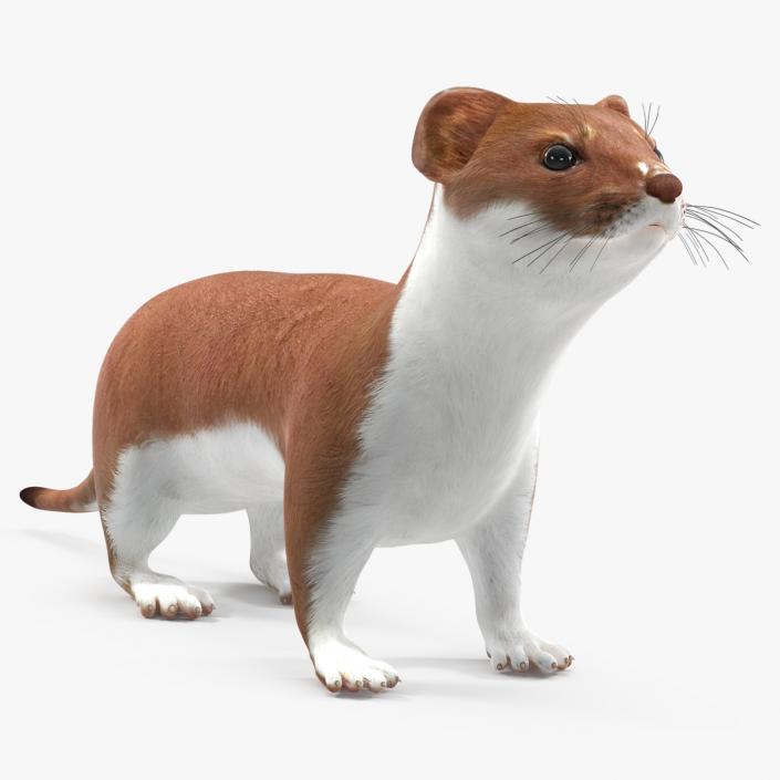 3D Stoat Brown 2 model