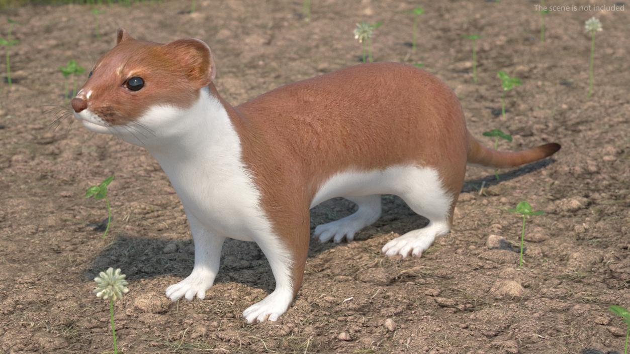 3D Stoat Brown 2 model