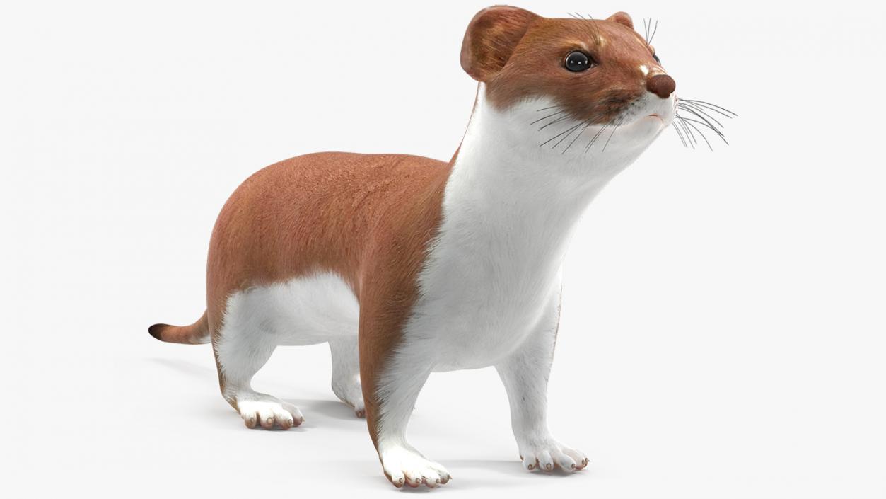 3D Stoat Brown 2 model