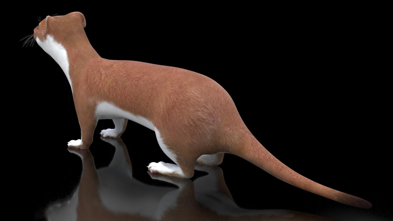 3D Stoat Brown 2 model