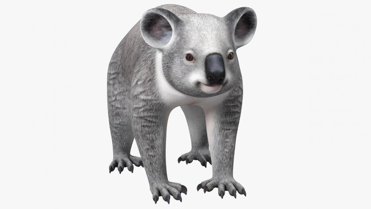 Australian Koala Rigged for Maya 3D