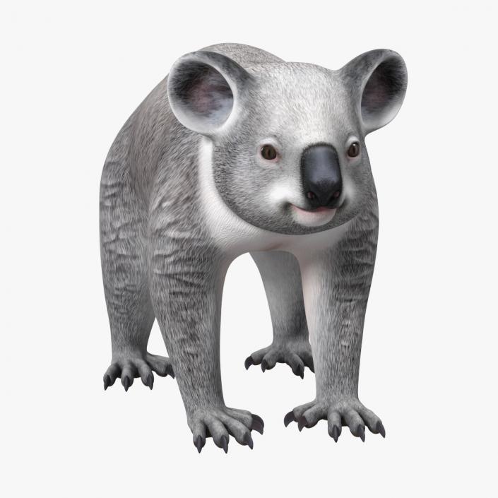 Australian Koala Rigged for Maya 3D