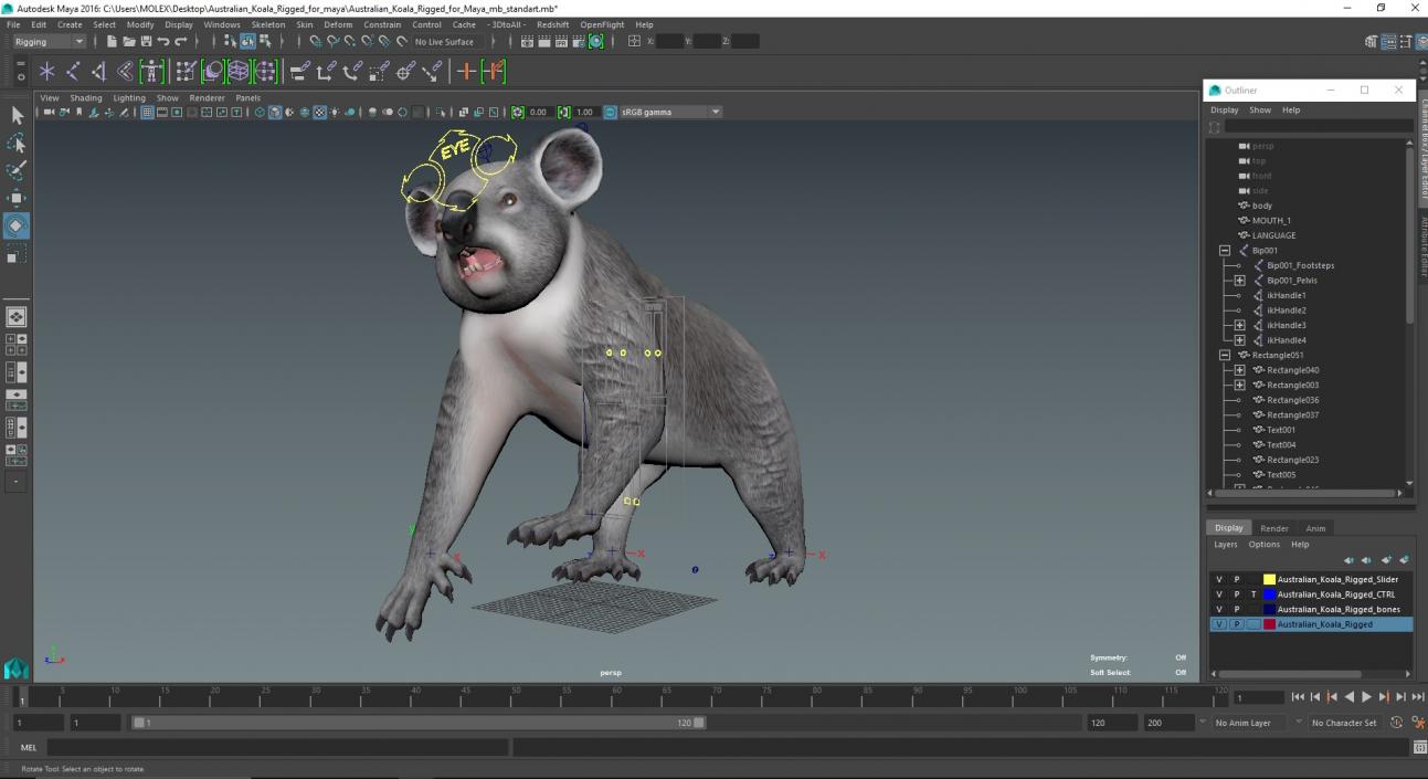 Australian Koala Rigged for Maya 3D