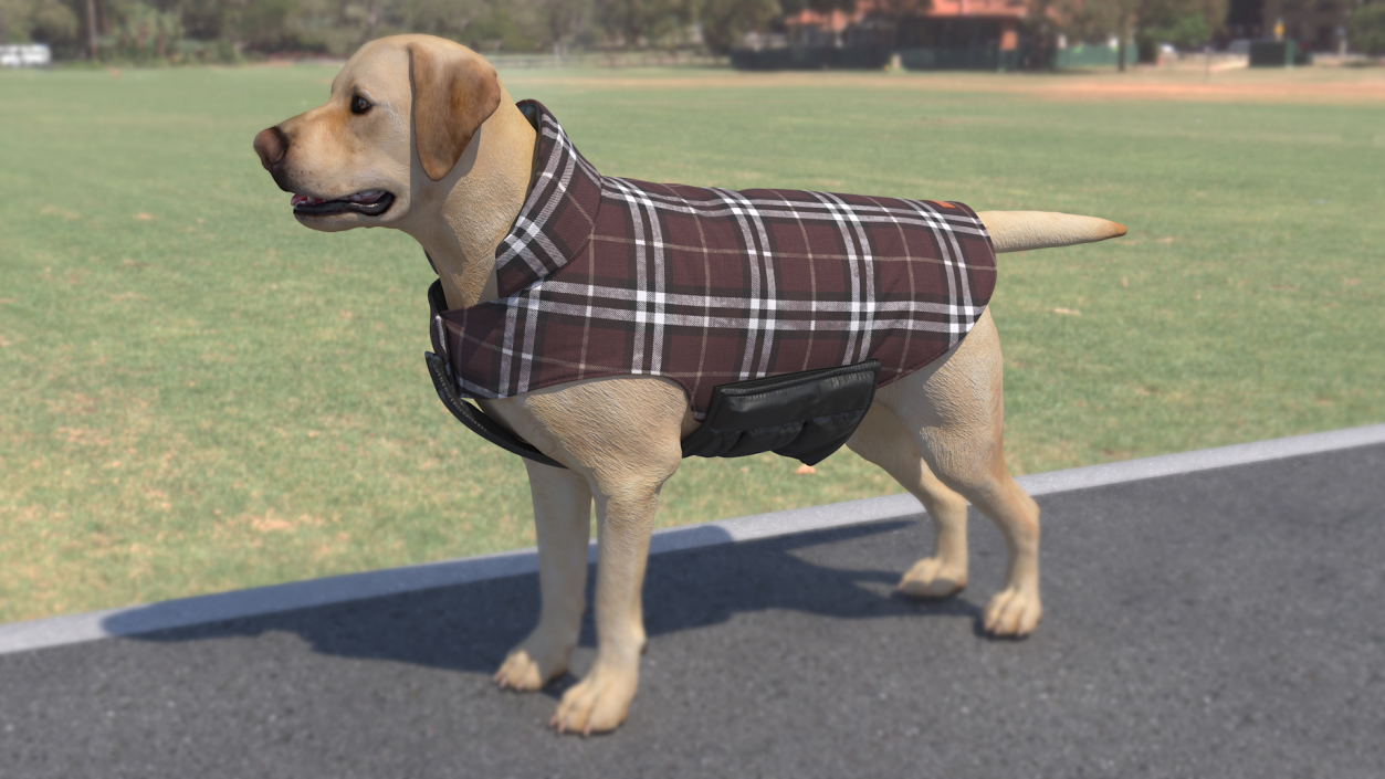 Dog Coat Brown 3D model