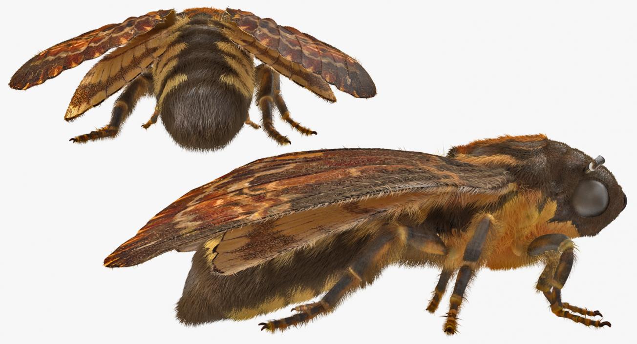 3D Deaths Head Hawkmoth with Fur Rigged