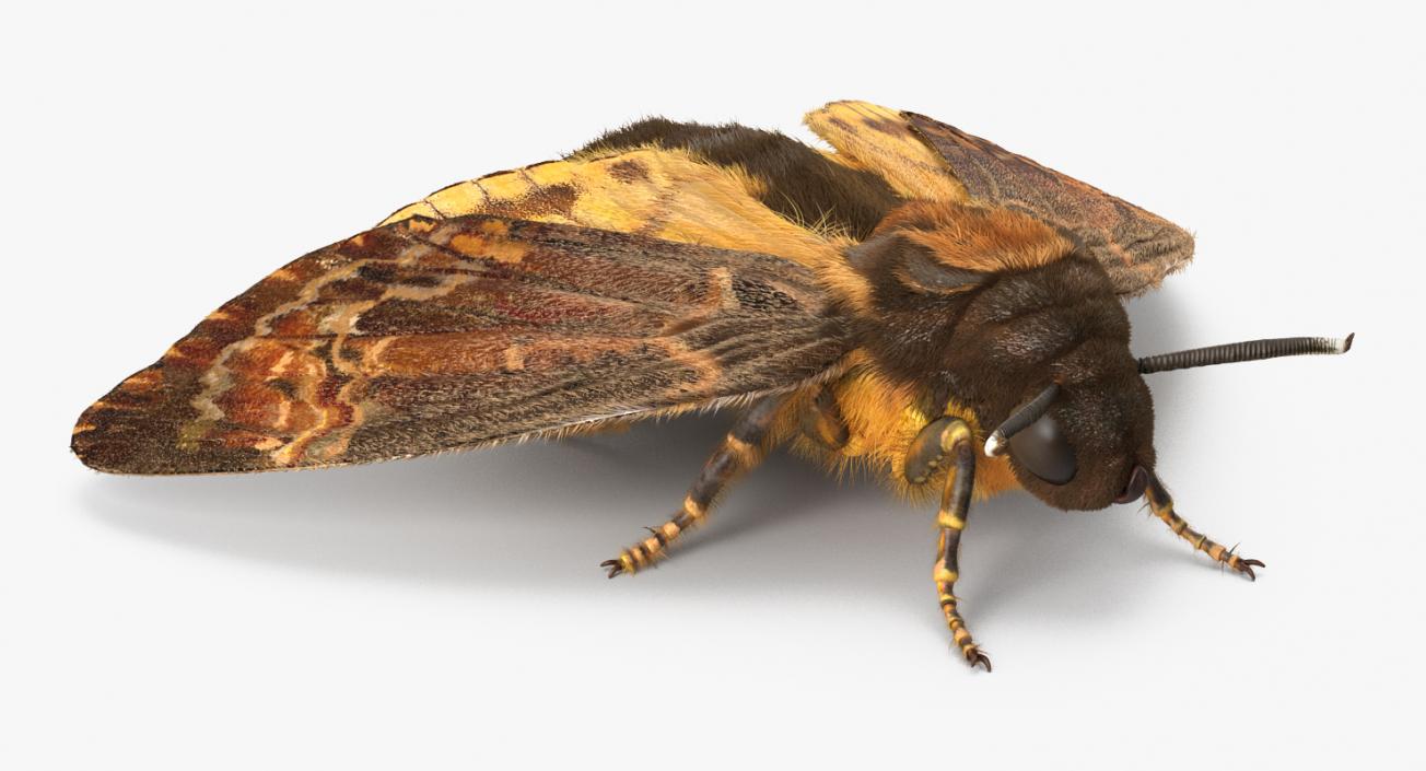 3D Deaths Head Hawkmoth with Fur Rigged