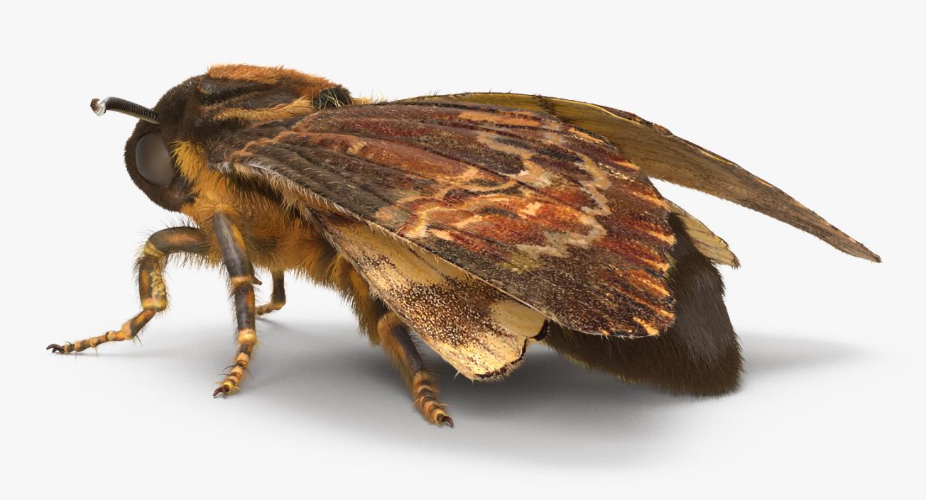 3D Deaths Head Hawkmoth with Fur Rigged