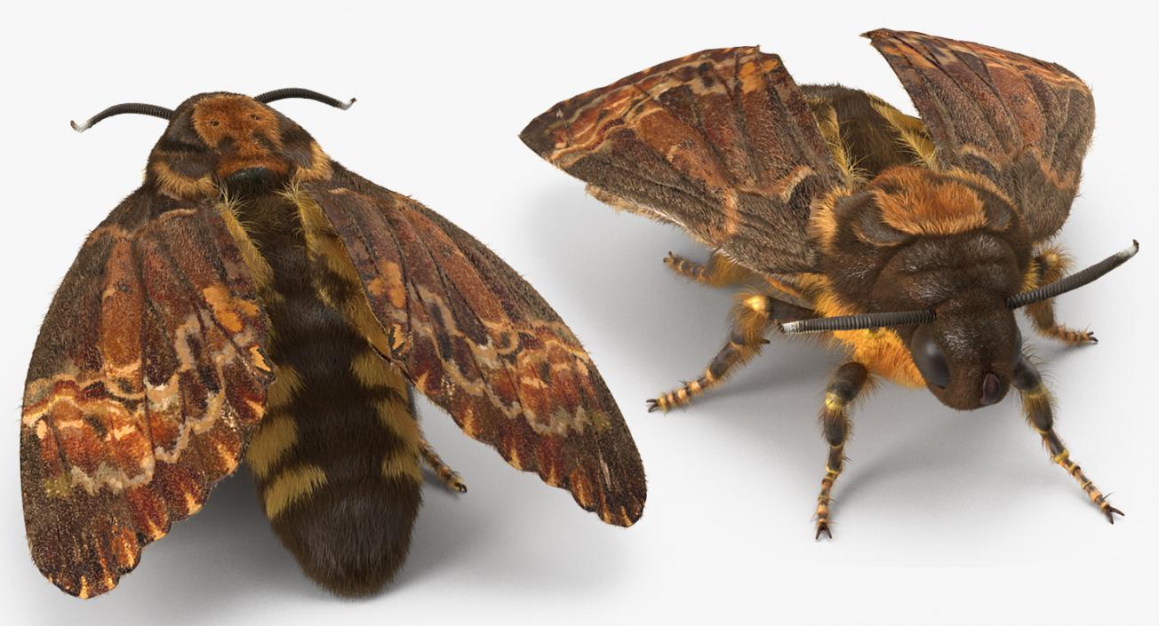 3D Deaths Head Hawkmoth with Fur Rigged