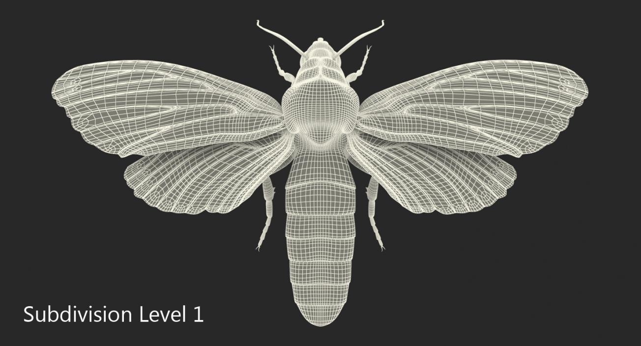 3D Deaths Head Hawkmoth with Fur Rigged