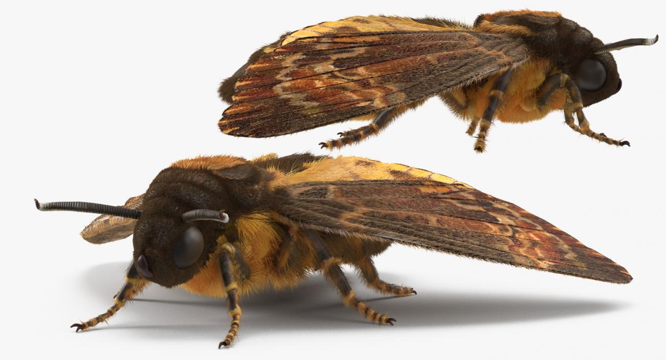 3D Deaths Head Hawkmoth with Fur Rigged