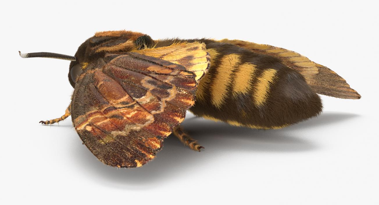 3D Deaths Head Hawkmoth with Fur Rigged