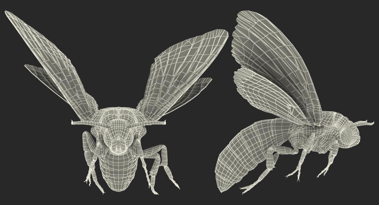 3D Deaths Head Hawkmoth with Fur Rigged