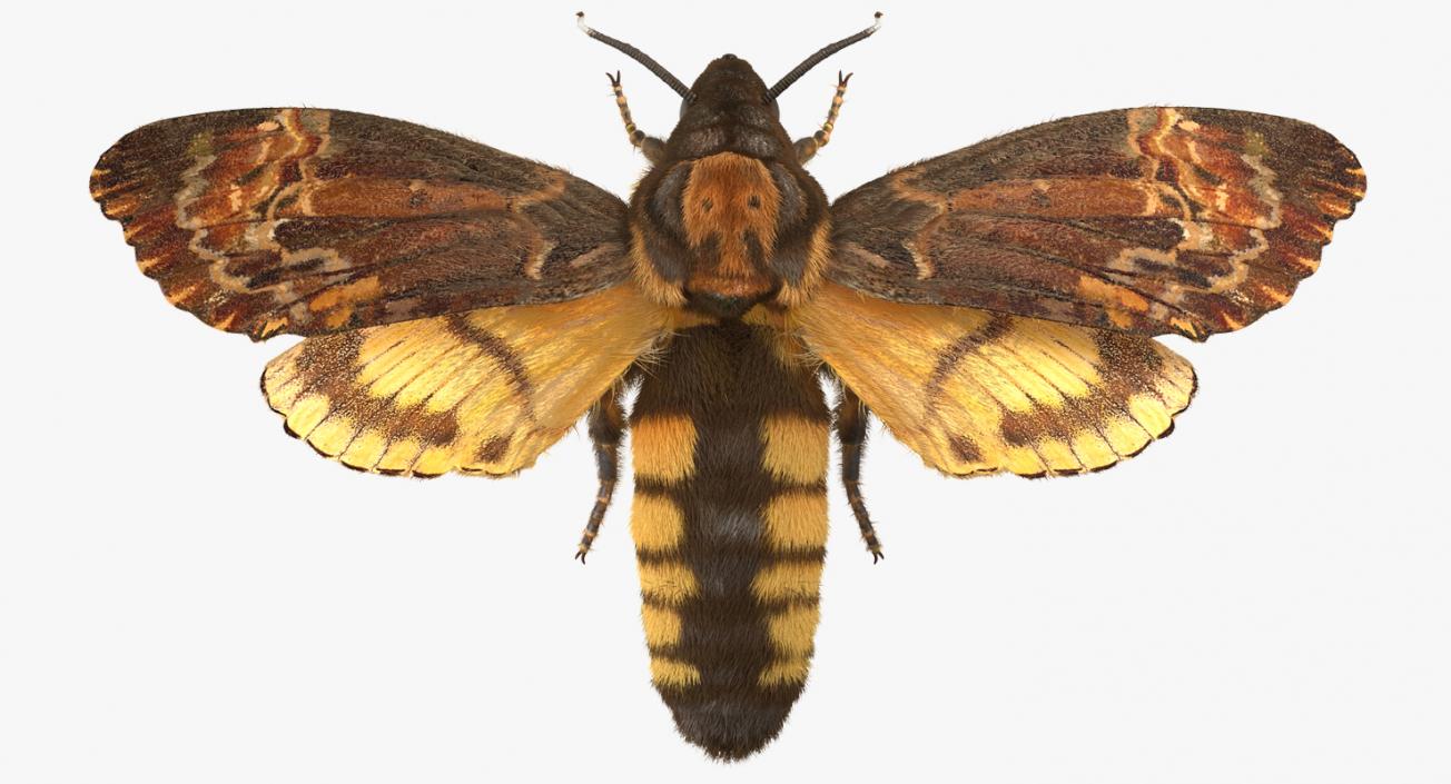 3D Deaths Head Hawkmoth with Fur Rigged