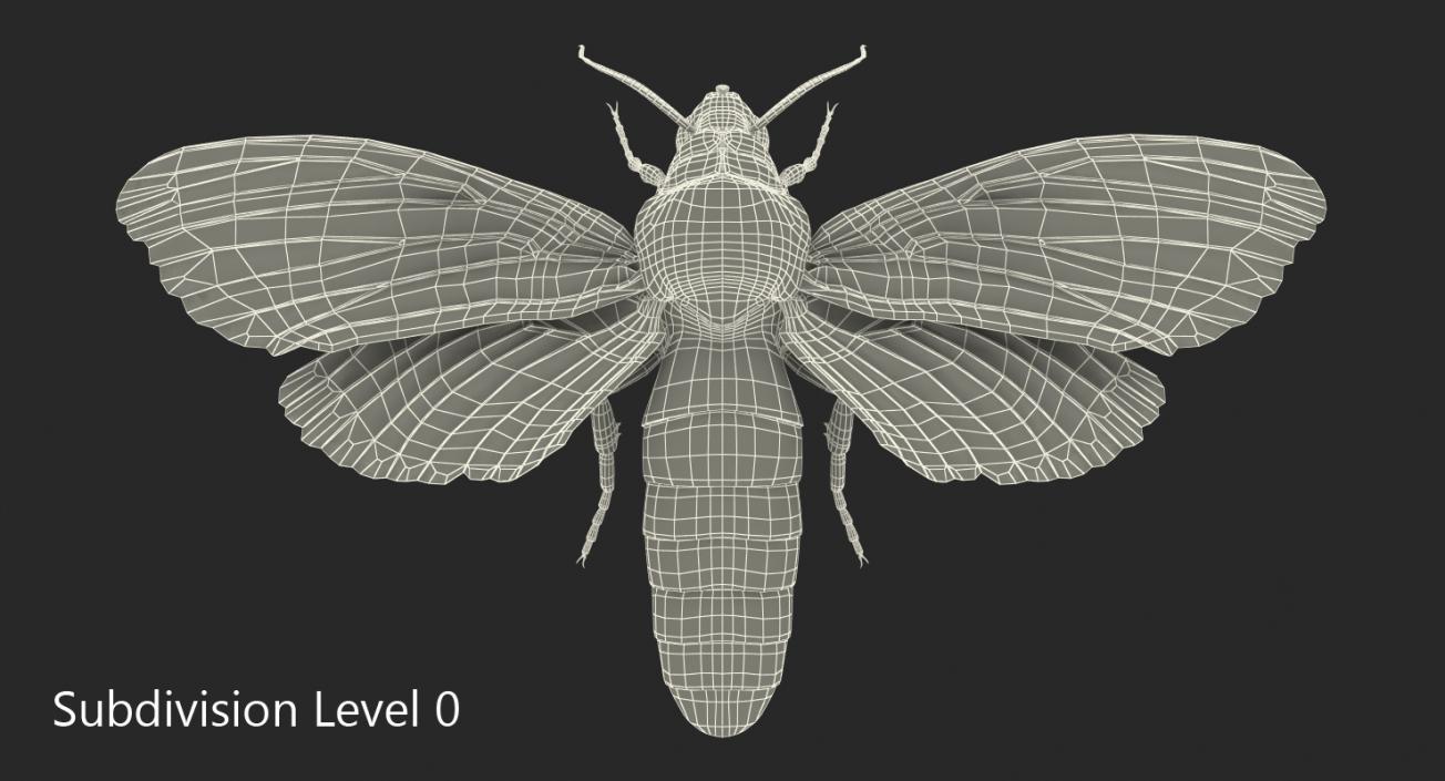 3D Deaths Head Hawkmoth with Fur Rigged