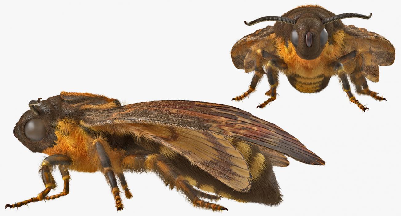 3D Deaths Head Hawkmoth with Fur Rigged