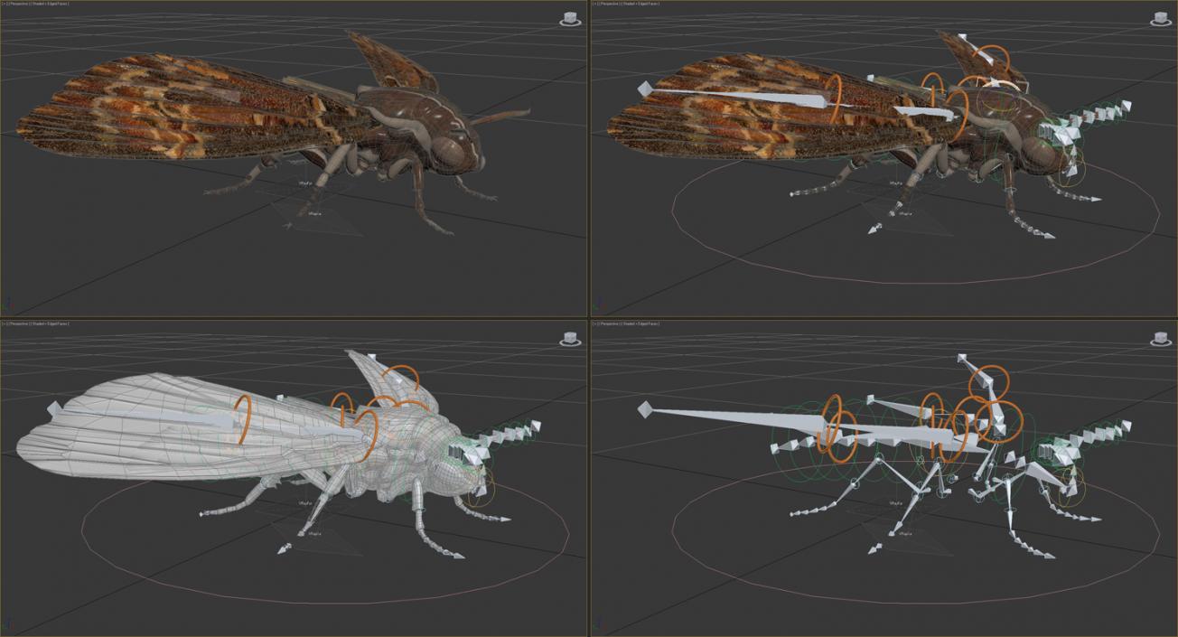 3D Deaths Head Hawkmoth with Fur Rigged