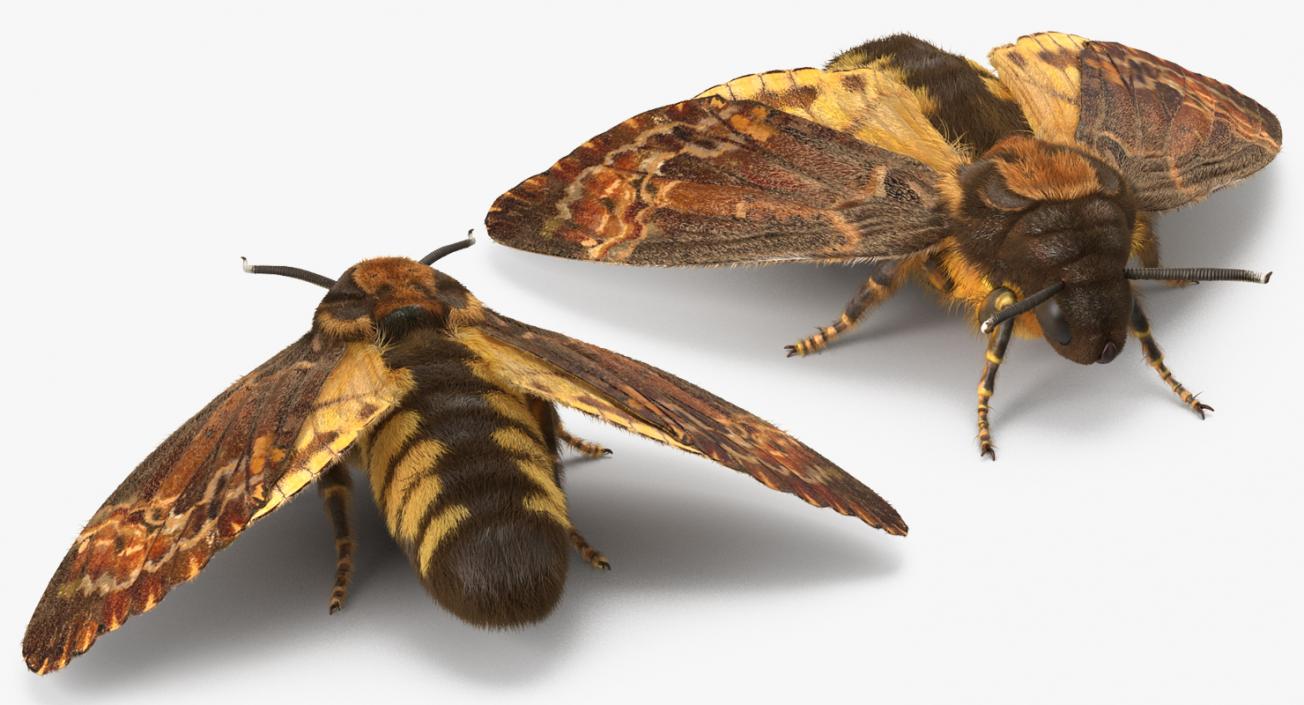 3D Deaths Head Hawkmoth with Fur Rigged