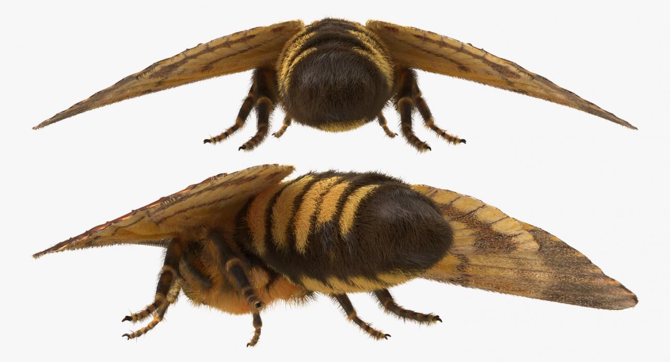 3D Deaths Head Hawkmoth with Fur Rigged