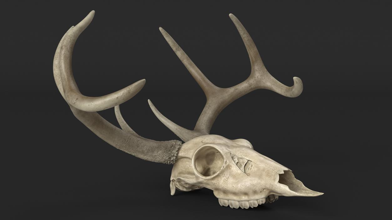 3D model Deer Skull with Antlers 2