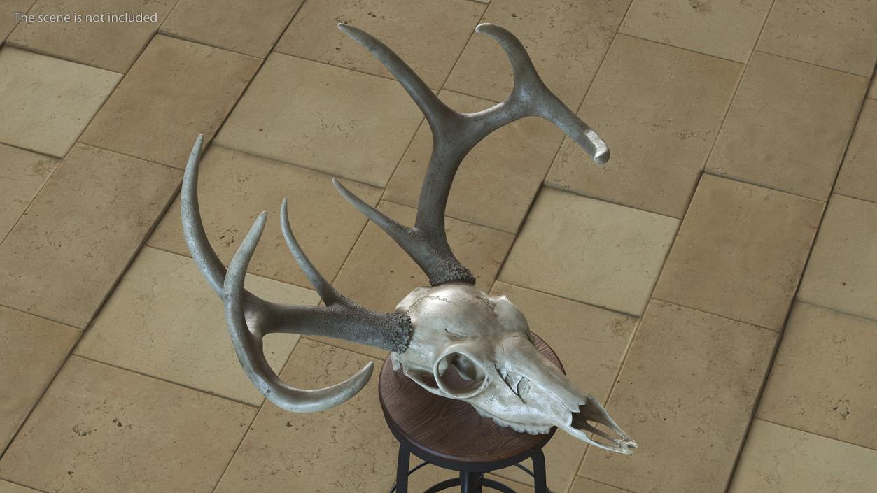 3D model Deer Skull with Antlers 2