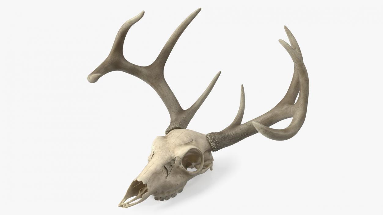 3D model Deer Skull with Antlers 2