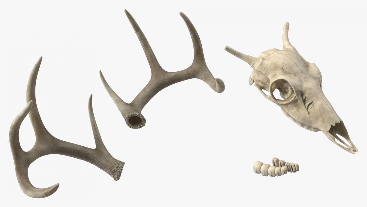 3D model Deer Skull with Antlers 2