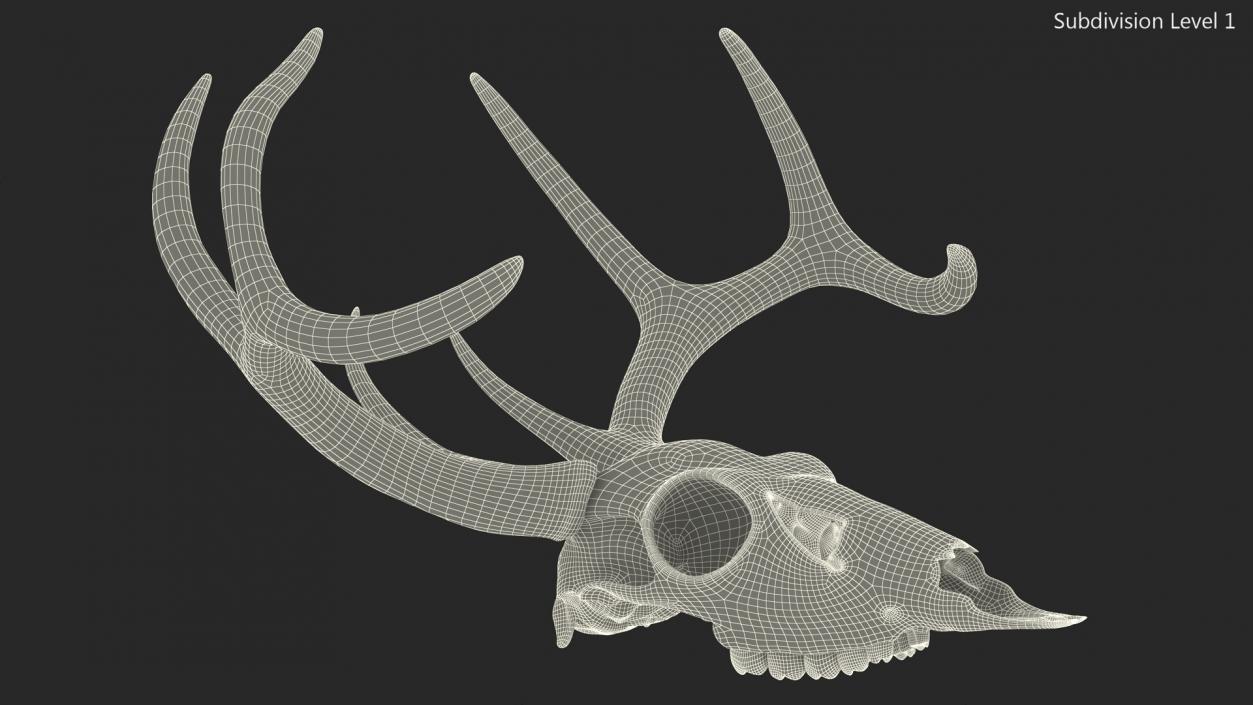 3D model Deer Skull with Antlers 2