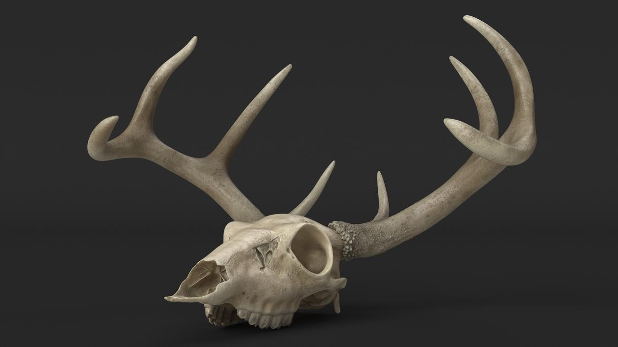 3D model Deer Skull with Antlers 2