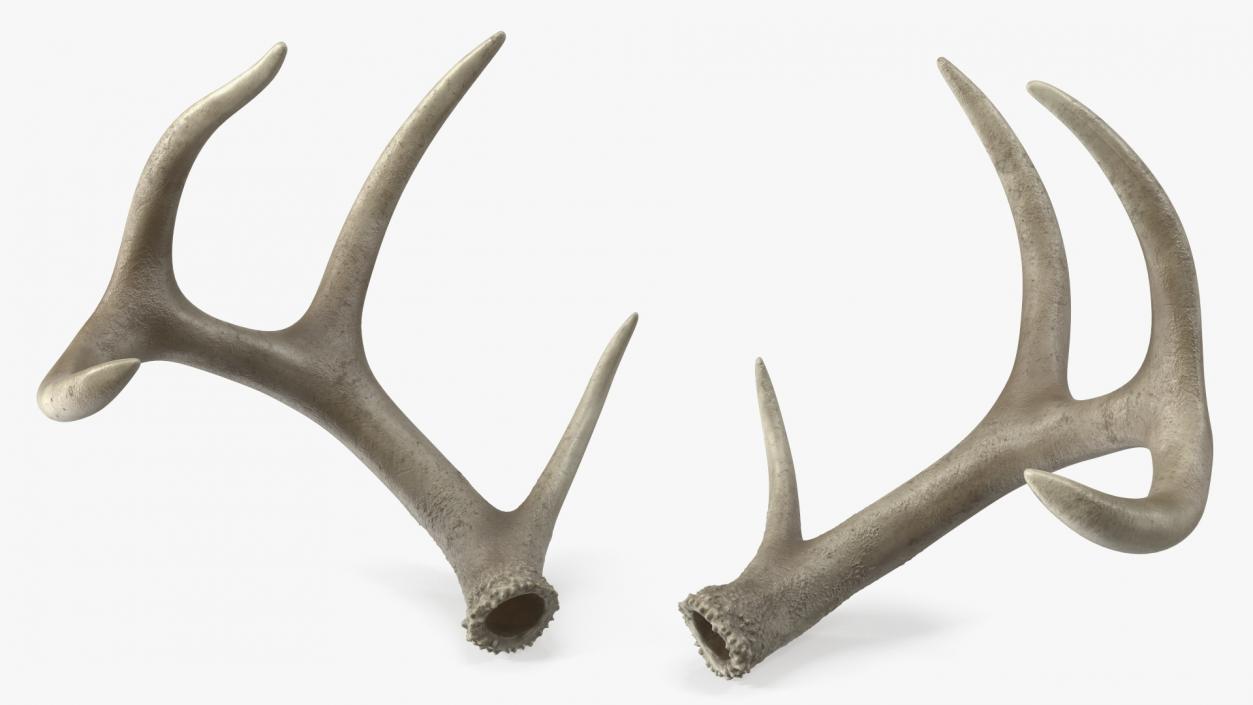 3D model Deer Skull with Antlers 2