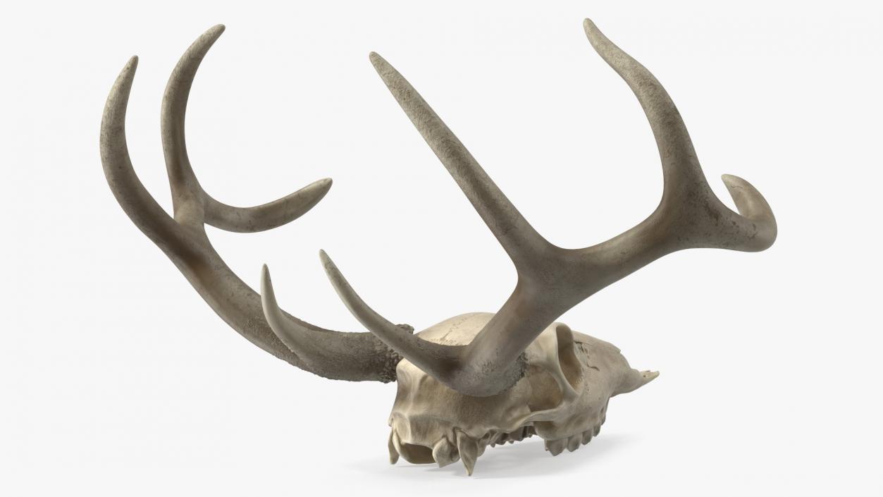 3D model Deer Skull with Antlers 2