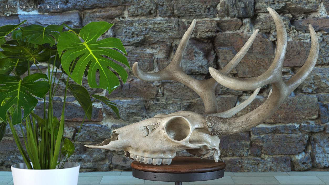 3D model Deer Skull with Antlers 2