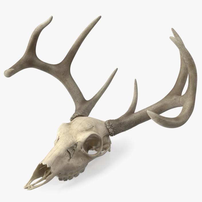 3D model Deer Skull with Antlers 2