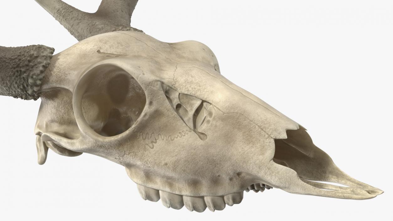 3D model Deer Skull with Antlers 2