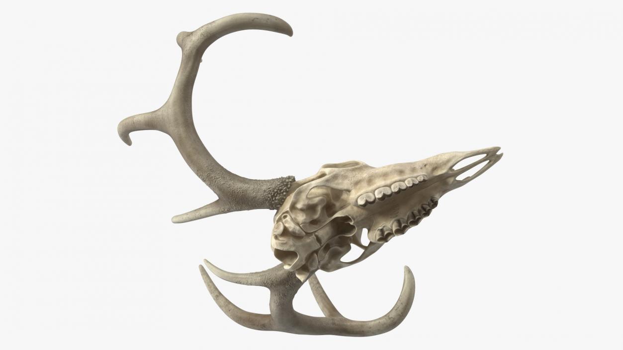 3D model Deer Skull with Antlers 2